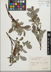 Foto von Salix glabra Scop.